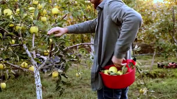 Man oogst appels plukken in boomgaard tuin in het dorp tijdens de herfst oogst. Jonge blanke mannelijke boer werknemer werkt in de tuin, het oogsten van vouw appels in mand In de tuin. — Stockvideo