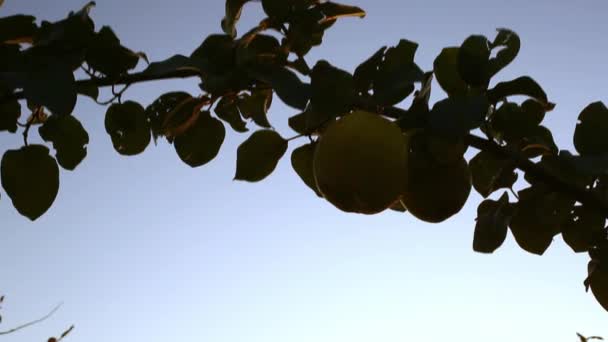Κυδώνι ή κίτρινο μήλο κρέμεται σε κλαδί του δέντρου στο περιβόλι με Backlit κατά το ηλιοβασίλεμα Ενάντια μπλε ουρανό. Φθινοπωρινή συγκομιδή φρούτων στον κήπο. Κλάδος φυτών κυδώνια στη φύση στην εκμετάλλευση . — Αρχείο Βίντεο
