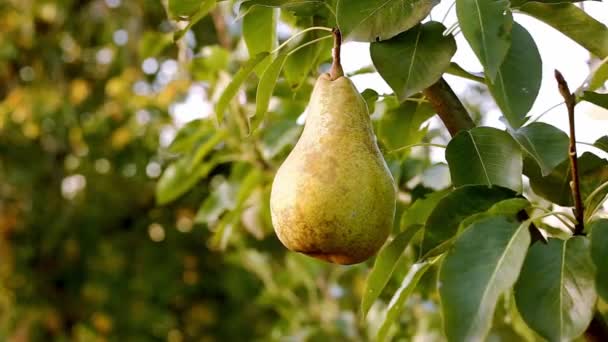 Poire jaune mûre sur la branche de poirier dans le verger pour la nourriture à l'extérieur. Récolte de poires dans le jardin d'été. Poires juteuses mûres fraîches accrochées à la branche de l'arbre dans le verger. — Video