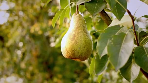 夏の庭で梨の収穫日没の光の光線で。新鮮な熟したジューシーな梨が果樹園の木の枝にかかっています。外の食べ物のための果樹園の梨の枝に黄色の梨を熟す. — ストック動画