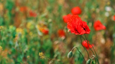 Blooming poppy in field. Beautiful field with blooming poppies as symbol of memory war and anzac day in summer. Wildflowers poppy field landscape. Long web banner