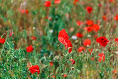 Blooming poppy. Red poppies sway in wind in field landscape. Beautiful field with blooming poppies as symbol of memory war and anzac day in summer. Wildflowers poppy field landscape.