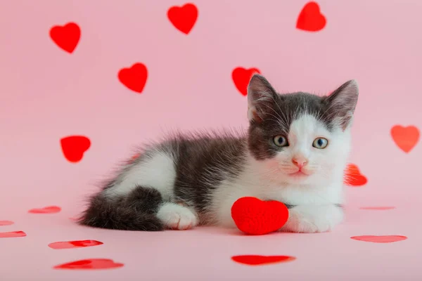 Lindo gatito blanco negro manchado sostiene en abrazo de pata corazón rojo felpa como símbolo de amor, regalo presente Día de San Valentín aislado sobre fondo de color rosa. Concepto minimalista con gato animal de compañía y corazón — Foto de Stock