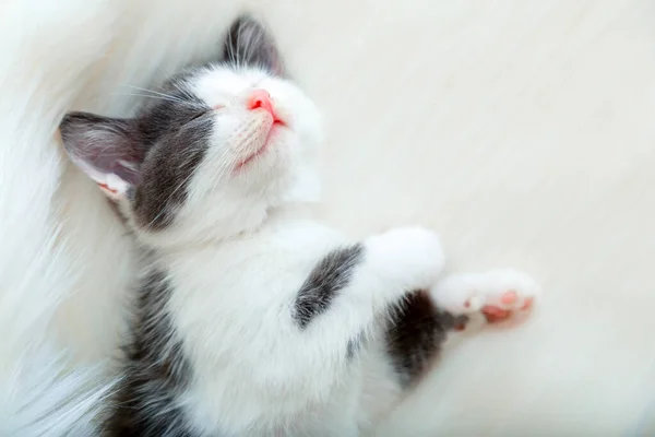 Schwarze weiße Katze entspannen bequem im gemütlichen Bett. Kätzchen mit pinkfarbener Nase haben süße Träume. Kätzchen-Mittagsschlaf hebt die Pfoten, zeigt rosa Pfotenballen auf weißem, flauschig weichem Plaid. Kopierraum — Stockfoto