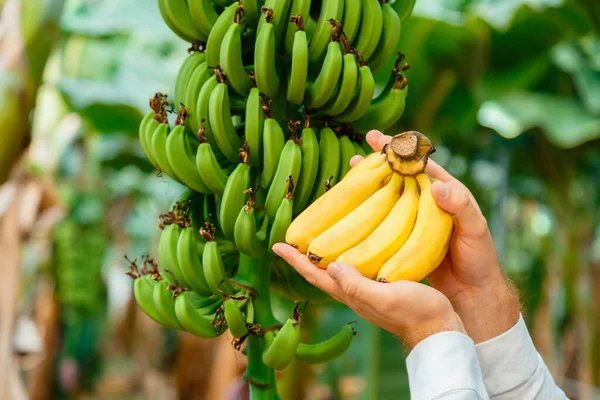 Мужчина фермер с сырыми свежими банановыми фруктами. Органические свежие желтые бананы в мужских руках против банановой ветви на молодых пальмах против плантации. Производство бананов в тропическом саду или сельской ферме. Лицензионные Стоковые Изображения