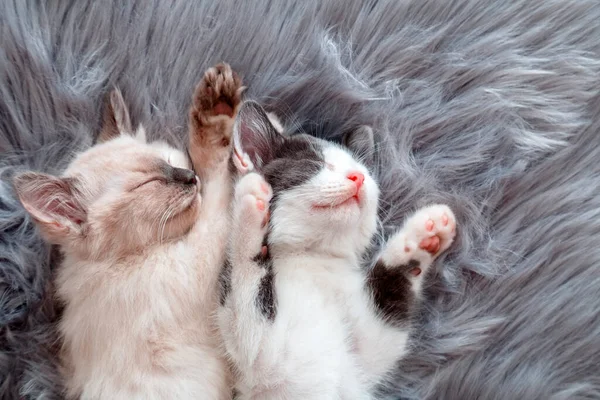 Paar kleine glückliche Nette verliebte Kätzchen schlafen zusammen auf grauem, flauschigem Plaid. 2 Katzen Haustier bequem schlafen entspannen haben süße Träume zu Hause. Kätzchen im Bett — Stockfoto