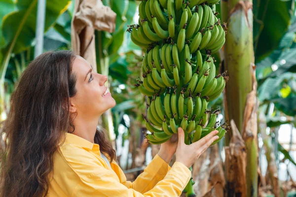 Женщина фермер агроном выращивает чеки кучу растущих спелых желтых бананов урожай фруктов из молодых пальм против плантации, тропический сад, сельская ферма. Фрукты на банановой ферме Лицензионные Стоковые Изображения