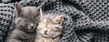 Birbirine aşık kedi yavruları, yumuşak örülmüş gri battaniyenin üzerinde uyur. Portre kedileri yatakta dinlenir. Sevgililer Günü 'nde kedi sevgisi dostluğu kucaklıyor. Evcil hayvanlar rahat evlerinde uyur. Uzun web pankartı kopyalama alanı.