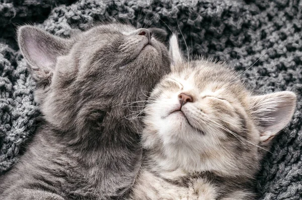 Un par de gatitos enamorados duermen la siesta sobre una suave manta gris de punto. Gatos mascotas Animal dormir Cómodo en casa acogedora. Los gatos retratos descansan en la cama. Felino amor abrazo amistad en San Valentín día. — Foto de Stock