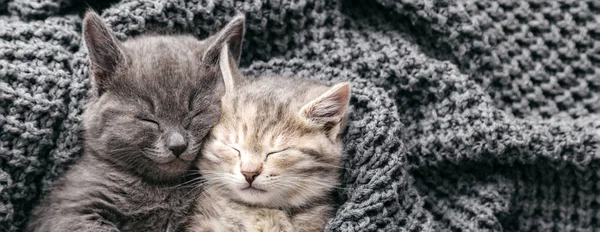 Couple kittens in love sleep nap on soft knitted gray blanket. Portrait cats rest in bed. Feline love hug friendship on Valentine day. Pets Animal sleep at cozy home. Long web banner copy space.