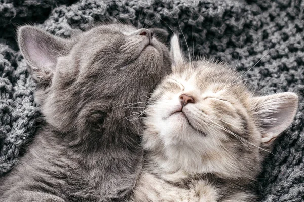 Pár zamilovaných koťátek si zdřímne na měkkou pletenou šedou přikrývku. Kočky mazlíčci Zvířecí spánek Pohodlný v útulném domě. Portrétní kočky odpočívají v posteli. Feline láska objetí přátelství na Valentýna. Stock Snímky