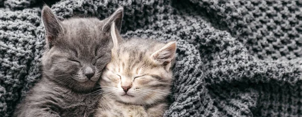 Пара влюбленных котят вздремнут на мягком вязаном сером одеяле. Портретные кошки отдыхают в постели. Кошачьи обнимашки в День Святого Валентина. Животные спят в уютном доме. Длинное пространство для копирования баннеров. Стоковая Картинка
