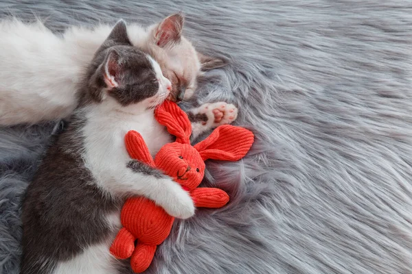 Pärchen Nette verliebte Kätzchen schlafen zusammen Mittagsschlaf und umarmen Plüsch-Osterhasen auf grau flauschigem Plaid. 2 Katzen Haustiere bequem entspannen haben süße Träume auf dem Bett zu Hause. Kopierraum — Stockfoto