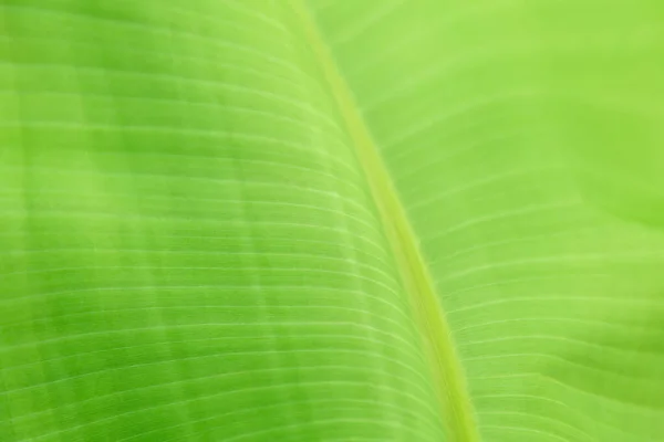 Plátano tropical palmera hoja verde Cerrar textura como fondo. Fondo ecológico natural de hojas de palmera de plátano exóticas textura follaje vegetal. Verano Selva eco tropical Concepto — Foto de Stock