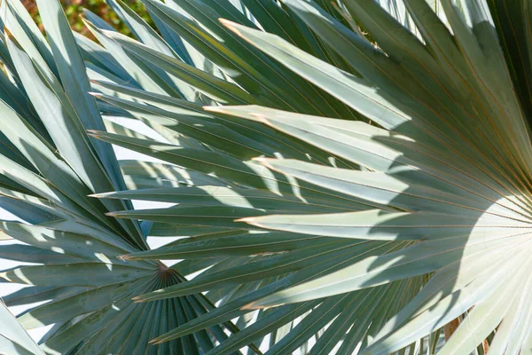 Tropical palmier frunze verzi cu umbre frumoase ca fundal. Fundalul ecologic natural al frunzelor de palmier exotice textura frunzișului plantelor. Tropice creative Summer Jungle eco Concept — Fotografie, imagine de stoc