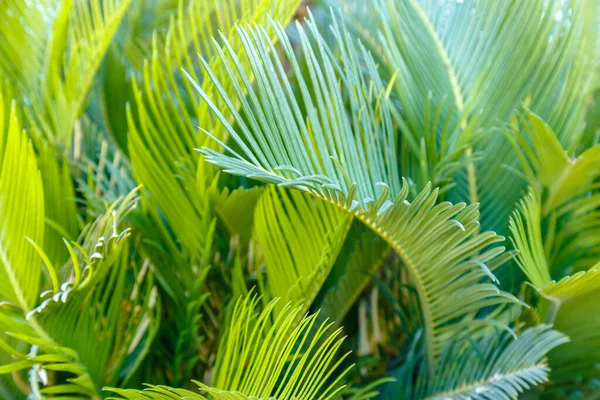 Tropiska palmer gröna blad som grön botanisk bakgrund. Naturlig eko bakgrund exotiska palmblad växt bladverk konsistens. Kreativ tropik sommar djungel eko koncept — Stockfoto