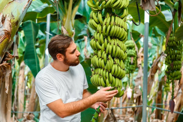 Άνθρωπος Γεωργονόμος ελέγχει τα φρούτα συγκομιδή μπανάνας από νέους φοίνικες ενάντια φυτεία, τροπικός κήπος, αγροτικό αγρόκτημα. Παραγωγή φρούτων μπανάνας στην εκμετάλλευση μπανάνας — Φωτογραφία Αρχείου