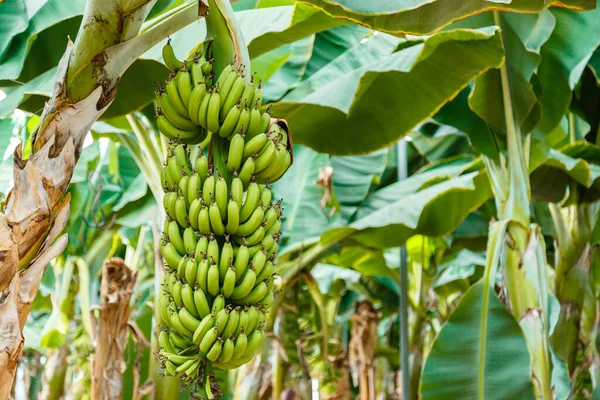 Cabang pisang hijau pada pohon palem pisang muda terhadap perkebunan pisang. Produksi pisang di kebun tropis atau pertanian pedesaan Stok Foto Bebas Royalti