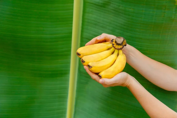 Pisang kuning segar organik di tangan perempuan dengan latar belakang daun pisang di kebun tropis dengan ruang fotokopi. Perempuan petani memegang pisang mentah segar. Stok Foto