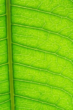 yeşil yaprak damarları