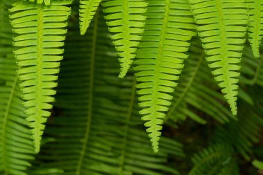 Eğreltiotu Yaprağı