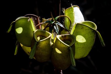 vahşi tropikal atıcı bitki