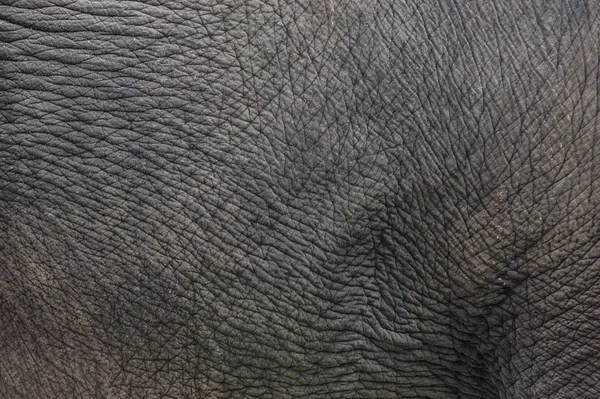 Textur der Elefantenhaut — Stockfoto