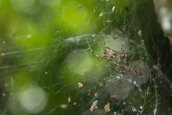 Перевернутый паук — стоковое фото