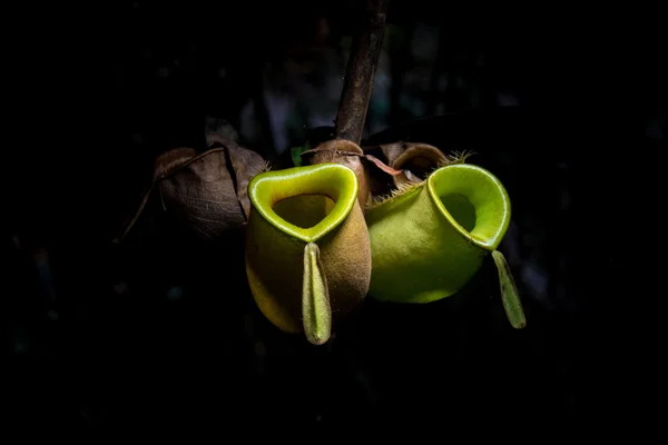 Vilda tropiska pitcher växt — Stockfoto