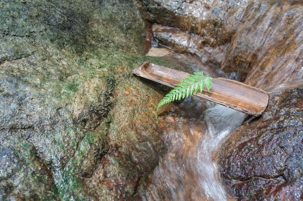 Лист папоротника на бамбуке у водопада в качестве праздничной концепции — стоковое фото