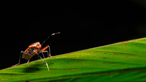 Red Stink Bug, une macro shot — Photo