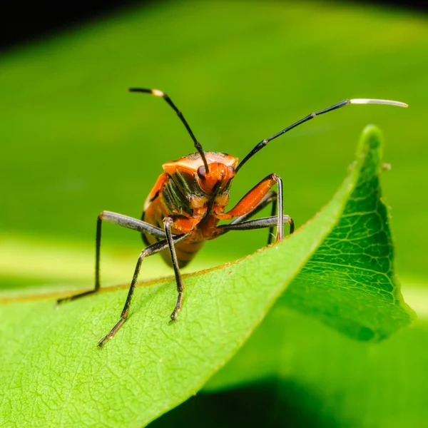 Rote Stinkwanze, ein Makroschuss — Stockfoto