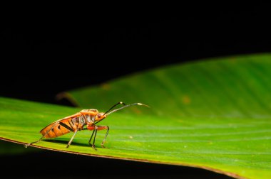 Kırmızı pis böcek, makro çekim
