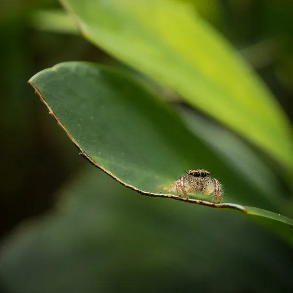 Närbild av en hoppande spindel på ett grönt blad — Stockfoto