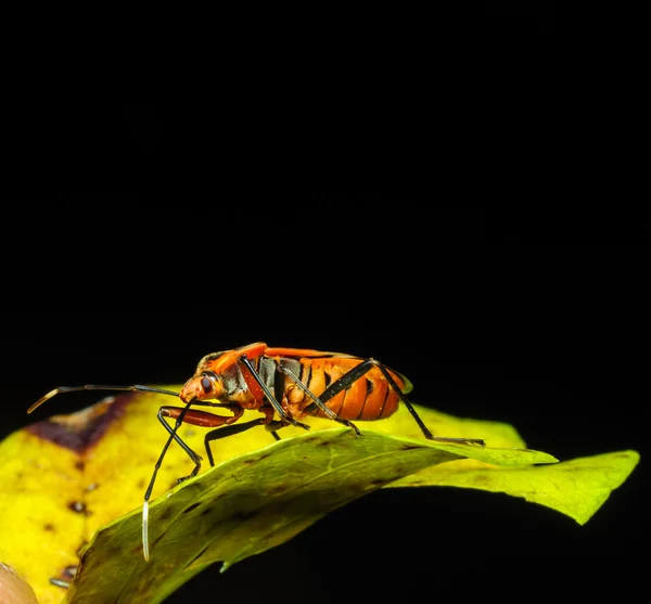 Red Stink Bug, uno scatto macro — Foto Stock