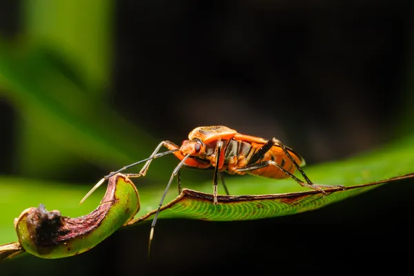 Red Stink Bug, uno scatto macro — Foto Stock