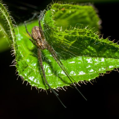 yaprak yeşil kurt örümcek