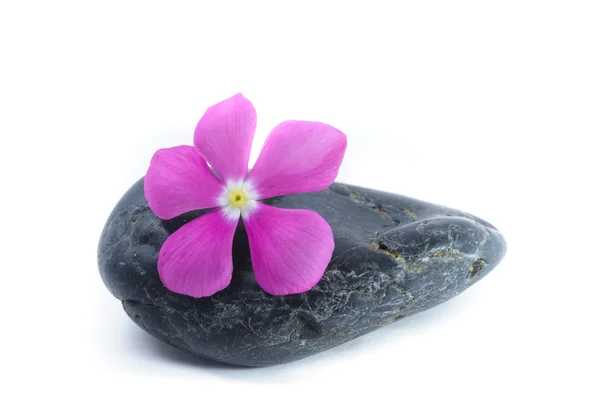 Цветок на дзен-камне, спа, белый фон — стоковое фото