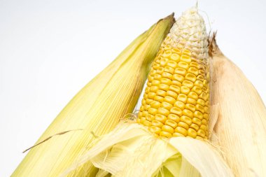 Fresh Corn in husk isolated on white background