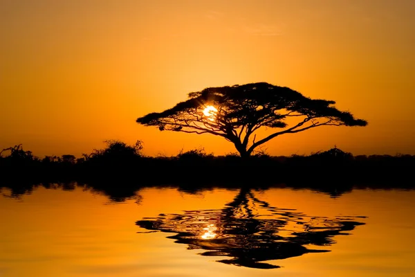 Árbol de acacia al amanecer — Foto de Stock