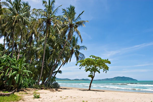 Spiaggia tropicale — Foto Stock