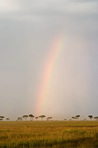 Rainbow in the Savannah — Stock Photo, Image