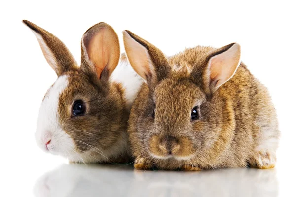 两个兔子 — 图库照片
