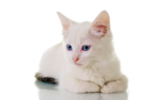 Симпатичный белый котёнок — стоковое фото
