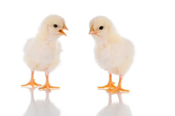 Chick Talk — Stock fotografie