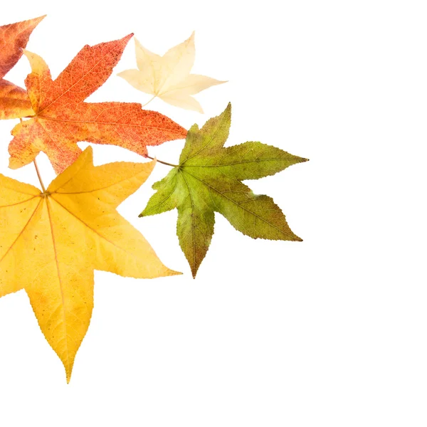 Autumn fall Leaves — Stock Photo, Image