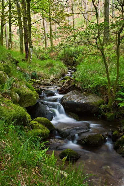 Creek — Stock Photo, Image