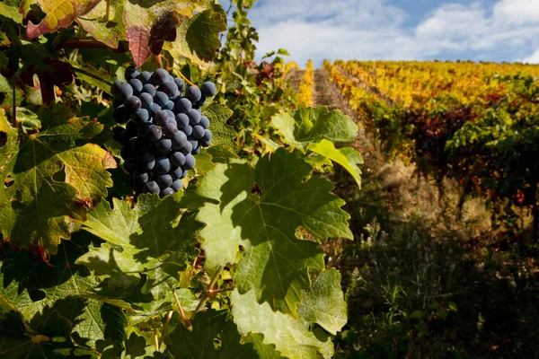 Uvas de vinho do Porto — Fotografia de Stock