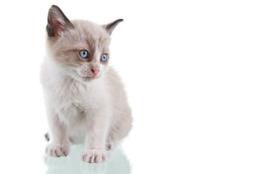Bebek kedi yavrusu
