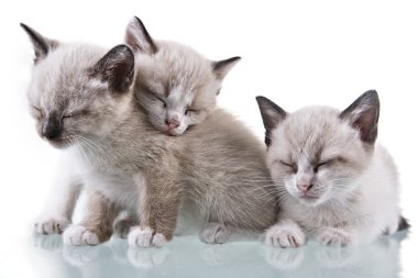 uyuyan bebek kedi